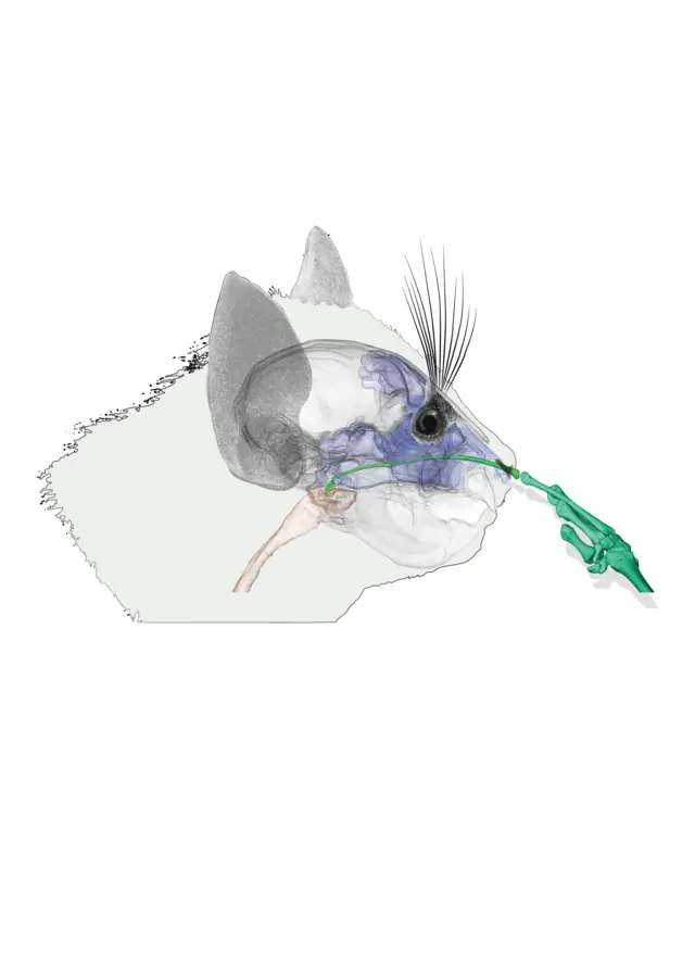 ลีเมอร์