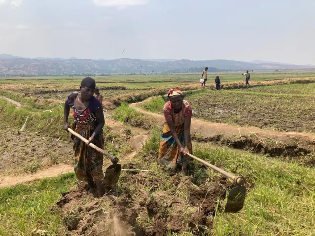 Abahinzi barimo guhinga umuceri mu burengerazuba bw'u Rwanda, inyuma yabo hagaragara imirima minini y'umuceri n'abandi bahinzi