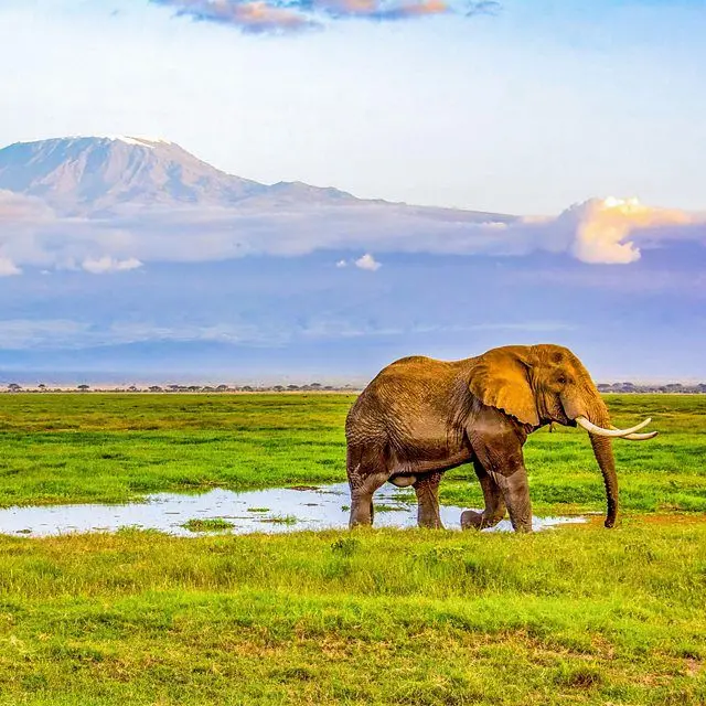 Elefante na savana, com montanhas ao fundo