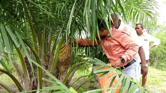 சமையல் எண்ணெய், எண்ணெய் பனை, ஆஃப்ரிக்க எண்ணெய் பனை வண்டுகள், விவசாயம்