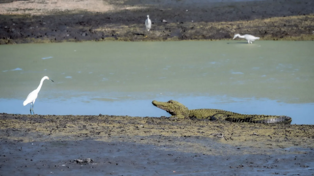 Ave pernalta ao lado de crocodilo