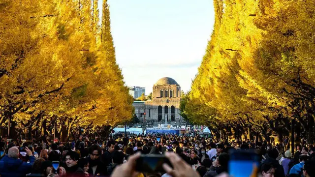 पतझड़ के रंग दुनिया भर के लोगों को आकर्षित करते हैं