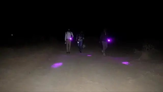 Scientists with ultraviolet torches looking for scorpions