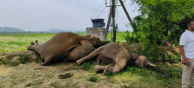 ఏనుగులు 