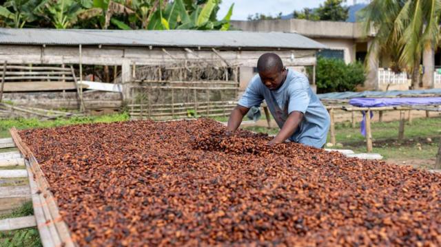 دانه کاکائو