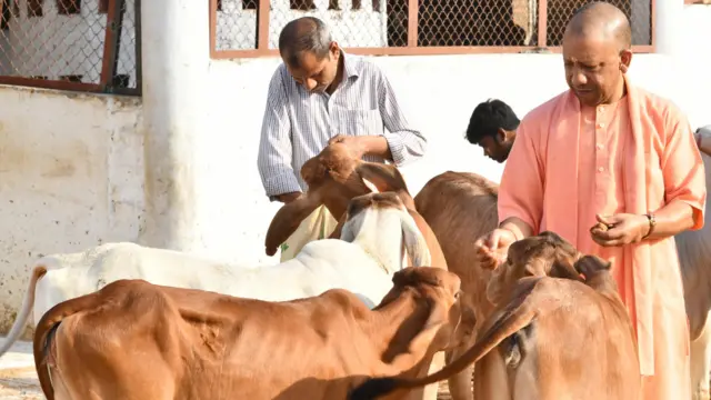 गायों को चारा खिलाते योगी आदित्यनाथ