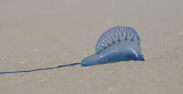 జెల్లీ ఫిష్‌