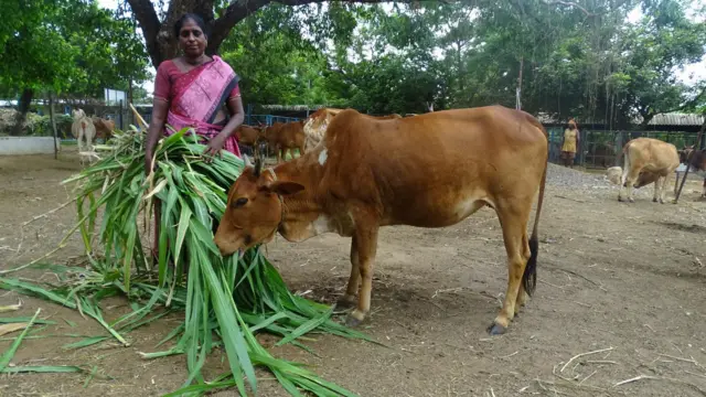 அருகி வரும் நாட்டு குட்டை மாடுகள்