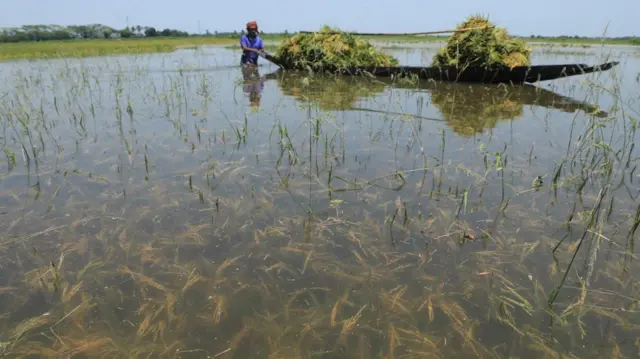 د بنګله دیش بزګران بیا د وریجو د هغو ډولونو په لټه کې دي چې د سیلابونو پر وړاندې مقاومت وکړي