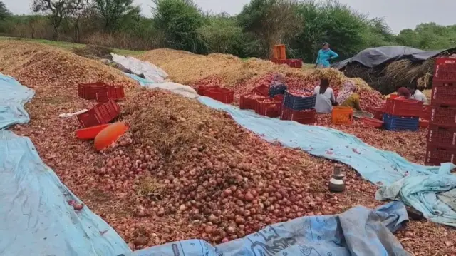 पावसाने शेतात काढून ठेवलेला उन्हाळी कांदा ओला झाल्याने 60 ते 70 टक्के कांदा सडला.