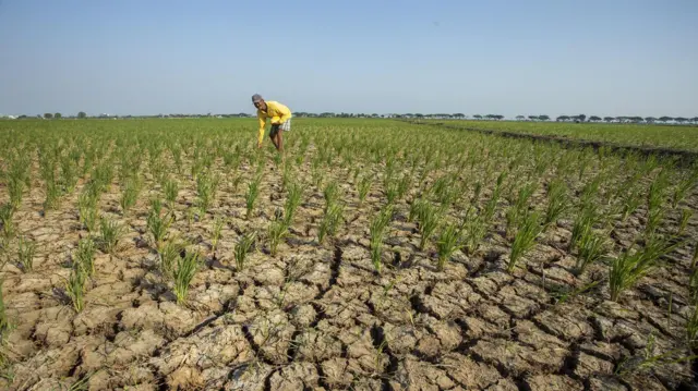 Kekeringan di Indonesia