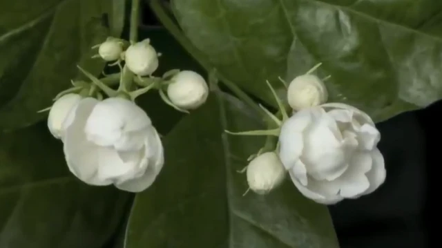 మల్లెపూలు 