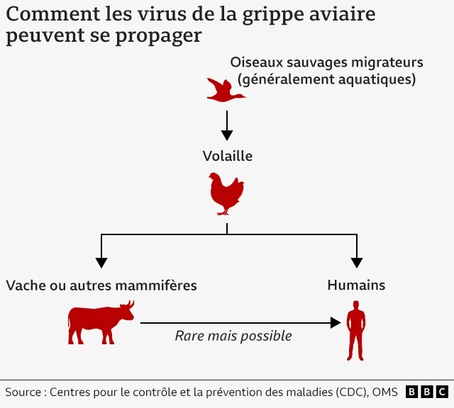 Un graphique montrant comment les virus de la grippe aviaire peuvent se propager à d'autres espèces de mammifères, y compris les humains