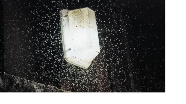 Жердин температурасы көтөрүлгөн сайын чиркейлер мурда алар барбаган, такыр жараксыз жерлерге чейин жетип көбөйө баштады.