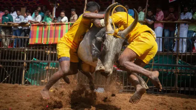 மதுரை அவனியாபுரம் ஜல்லிக்கட்டு