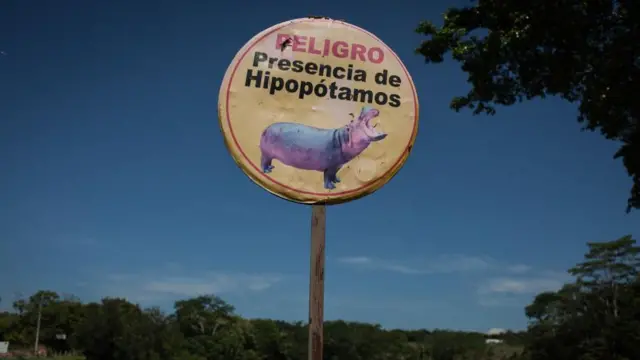 Табличка іспанською мовою попереджає про присутність бегемотів на березі річки в колумбійському місті Дорадал