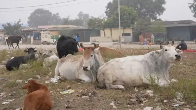 ਬਹੁਤ ਸਾਰੇ ਅਵਾਰਾ ਪਸ਼ੂ ਮੰਡੀ ਵਾਲੀ ਥਾਂ 'ਤੇ ਰਹਿੰਦੇ ਹਨ ਜਿੱਥੇ ਕਥਿਤ ਗਊ ਹੱਤਿਆ ਹੋਈ ਸੀ