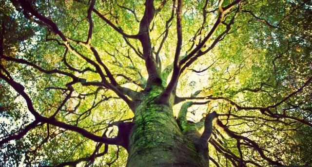 प्रतीकात्मक तस्वीर