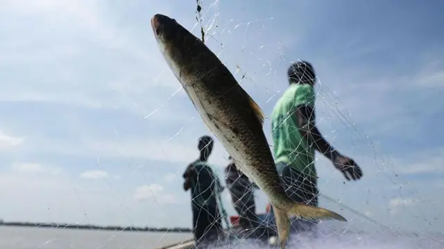 పశ్చిమబెంగాల్లో 65.7 శాతం ప్రజలు వారానికోసారి చేపను తింటారు 