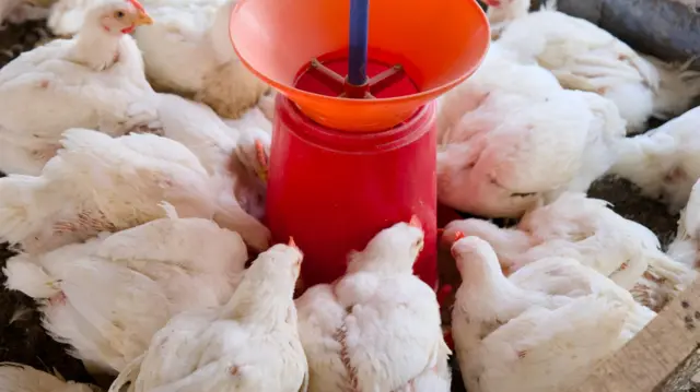 'முட்டைகளில் ஆன்டிபயாடிக் மருந்து' - சென்னை, நாமக்கலில் சோதனை - உணவுப் பாதுகாப்புத் துறை கூறுவது என்ன?