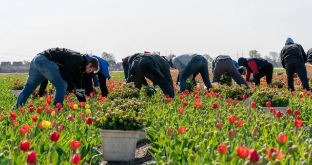 bunga tulip, Hillegom