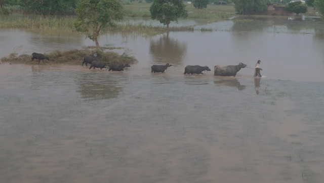 سیلاب، وسطی پنجاب، راوی، چناب