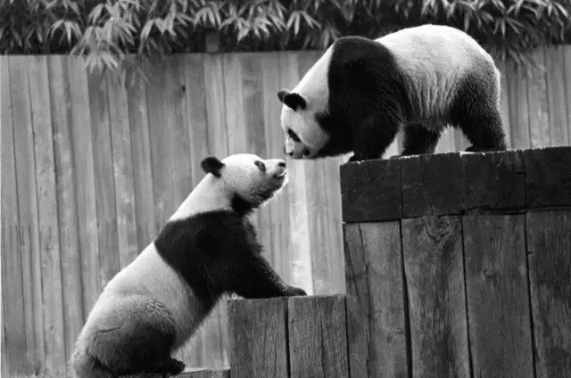 Un evento especial en el Zoológico de Chongqing