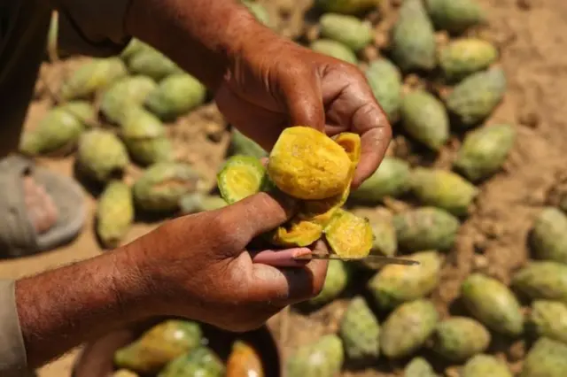சப்பாத்திக்கள்ளி பழம் உரிக்கப்படும் புகைப்படம்