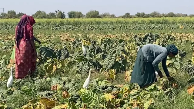 બીબીસી ગુજરાતી સુરેન્દ્રનગર ખેડૂત તમાકુ ખેતી જીરુ ધાણા વાવેતર કપાસ