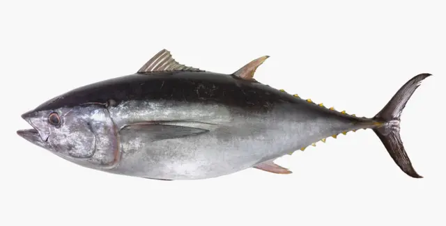 Tuna 