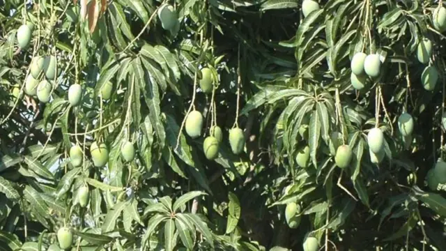 மாம்பழம்