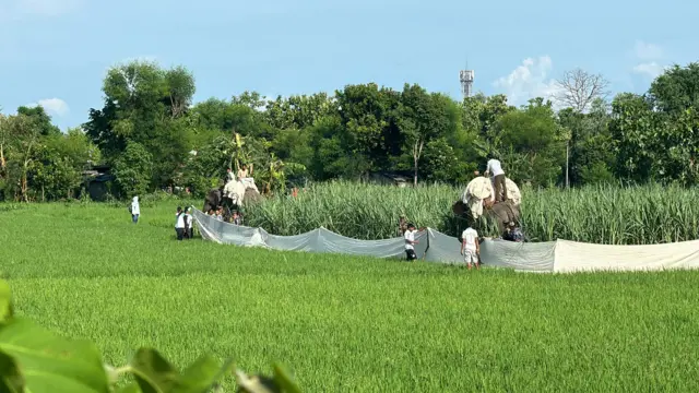 कञ्चनपुरमा एक महिलाको मृत्यु हुने गरी हमला गरेको बाघलाई हात्तीको प्रयोग गरेर नियन्त्रणमा लिइएको थियो