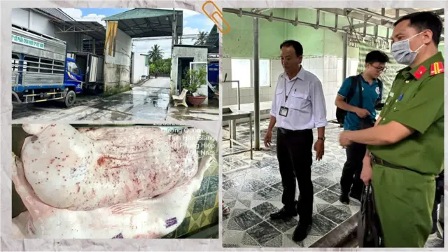 Hình ảnh heo có dấu hiệu bị bệnh đăng trên mạng xã hội được xác định chụp tại lò mổ Dững Nga ở Hậu Giang; công ty C.P. Việt Nam nói rằng hình ảnh này được chụp năm 2022 và con heo đã bị tiêu hủy Hình ảnh heo có dấu hiệu bị bệnh đăng trên mạng xã hội được xác định chụp tại lò mổ Dững Nga ở Hậu Giang; công ty C.P. Việt Nam nói rằng hình ảnh này được chụp năm 2022 và con heo đã bị tiêu hủy