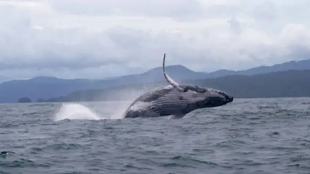 La ballena en la costa del Pacífico colombiano