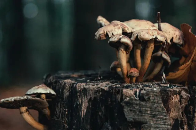 हवामान बदलामुळे थंड प्रदेशातही बुरशीच्या वर्गातील जीवांचा प्रादुर्भाव वाढतो आहे. 