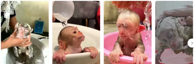 Imagem de uma pessoa dando banho em um macaco