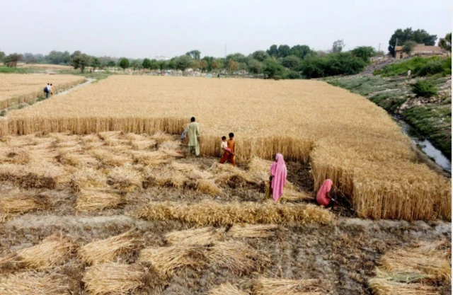 پاکستان میں زراعت اور فصلوں میں ہونے والا نقصان