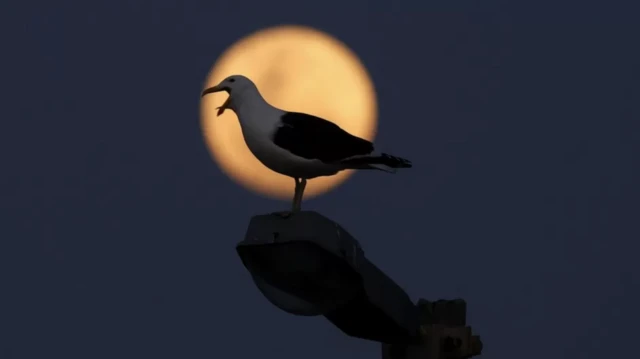 Güney Afrika'nın Cape Town kentinde fenomen böyle gözlendi