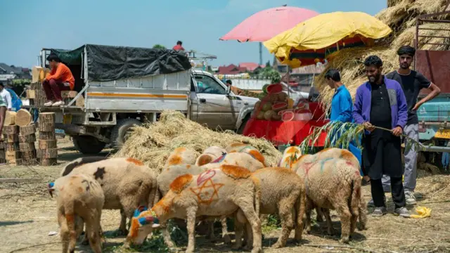 ভারতে ভেড়া, ছাগল, মহিষ কোরবানি দেওয়া যায়। 