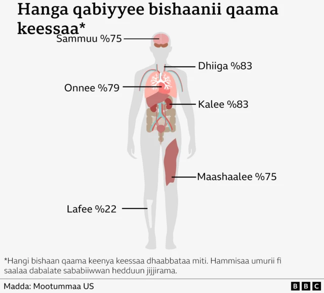 Fakkeenya qabiyyee bishaanii kutaalee qaamaa adda addaa agarsiisu