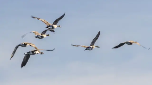 جمعیت بعضی از پرندگان، مانند غازها، در حال بهبود است، در حالی که بعضی دیگر با آیندهای غمانگیز و ناامیدکننده روبرو هستند