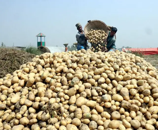 বাংলাদেশে আলুর ফলন