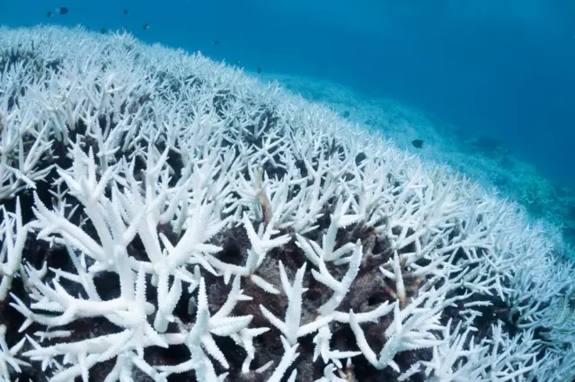 उष्णतेनं रंगहीन झालेलं प्रवाळ. ग्रेट बॅरियर रीफ, ऑस्ट्रेलिया.