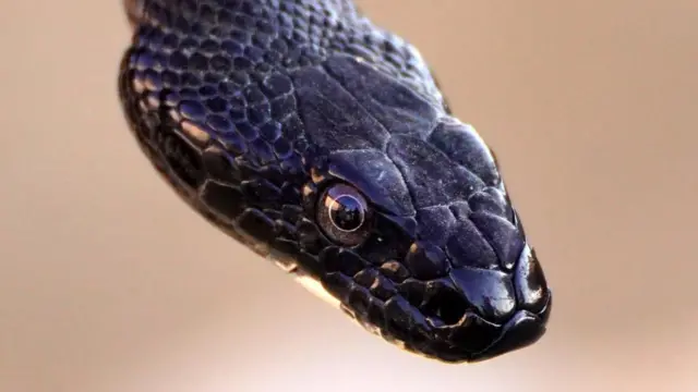 "অনেকে মরা সাপ উঠিয়ে নিয়ে ছুঁয়ে দেখতে চান। এটা বিপজ্জনক।"