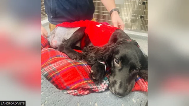 собака Аріель