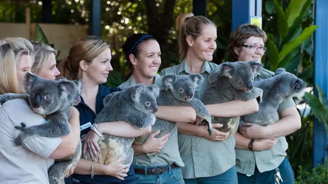 коали, австралія, туризм 