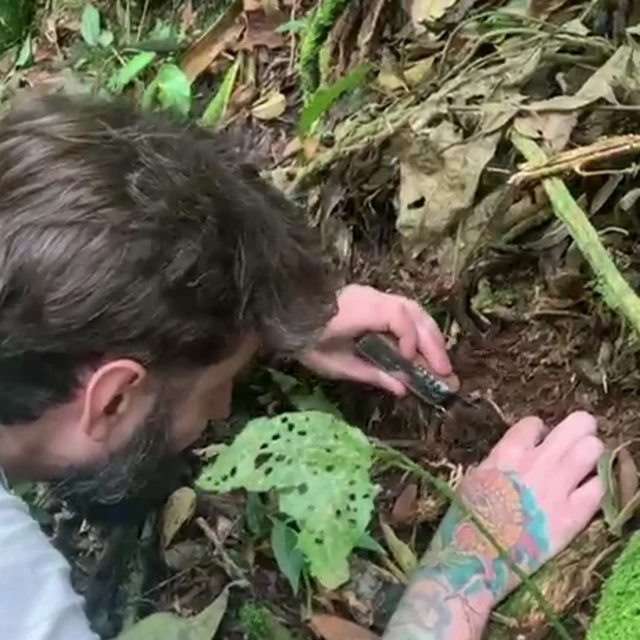 A scientist removes the fungus from the forest soil with the help of a pocketknife. We can see the back of his head and his right hand, which is covered by a colourful tattoo.