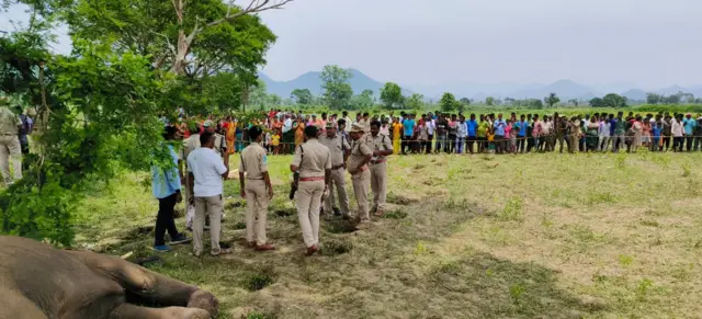 ఏనుగులు 