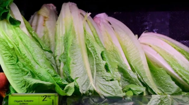 மின்னணு மூக்கு