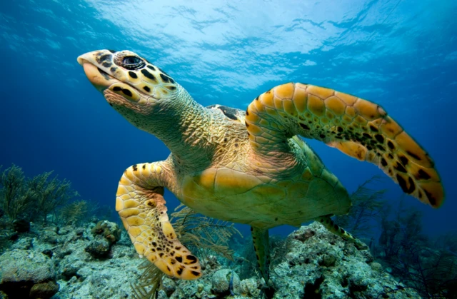 እዚ ዓይነት ኣባ-ጎብየ ፈጺምኩም ዘይትጥርጥርዎ መርዛም እንስሳ'ዩ